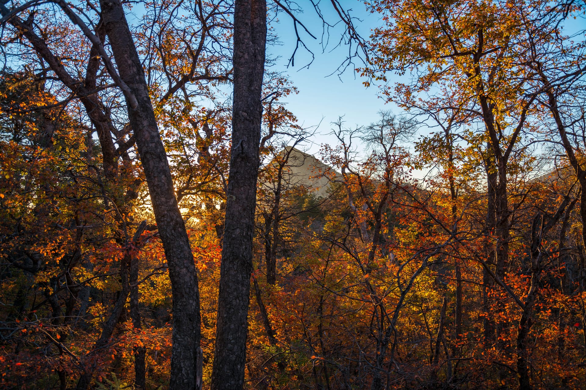 Autumn forest in Altos de Lircay National Reserve, with mountain slopes behind.
