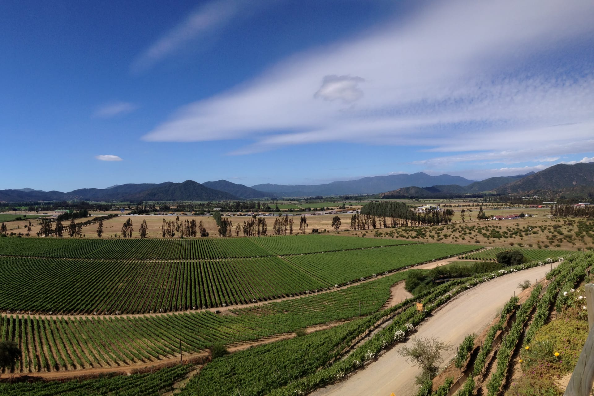 Bunches of grapes at a winery in the Casablanca valley.