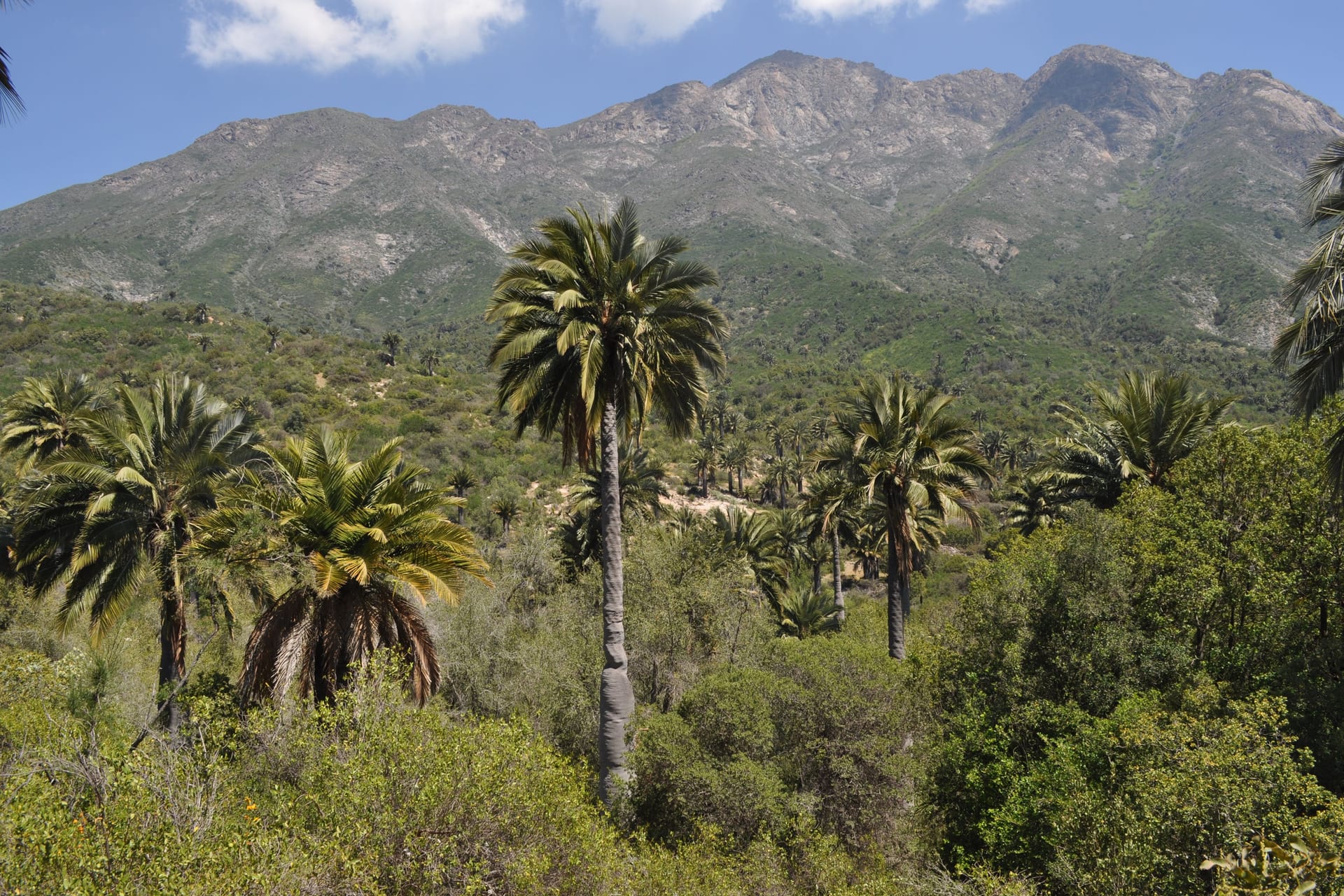 Palmar de Ocoa: a forest of endemic Chilean wine palms (Jubaea chilensis) in La Campana National Park.
