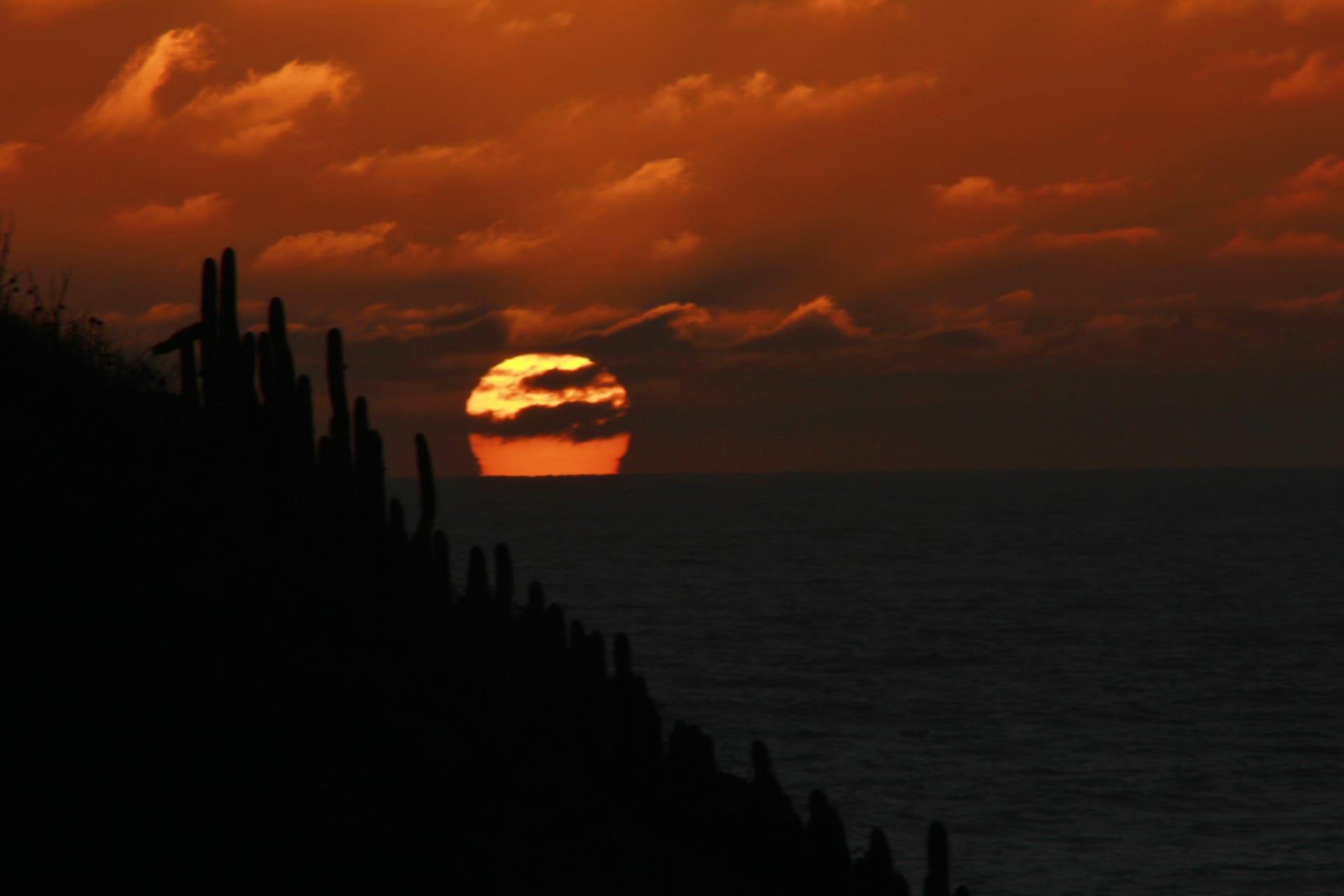 Sunset at Punta de Lobos with cacti in the foreground and the ocean behind.
